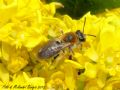 Andrena haemorrhoa